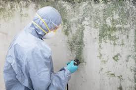 Best Black Mold Removal  in Winona, MN